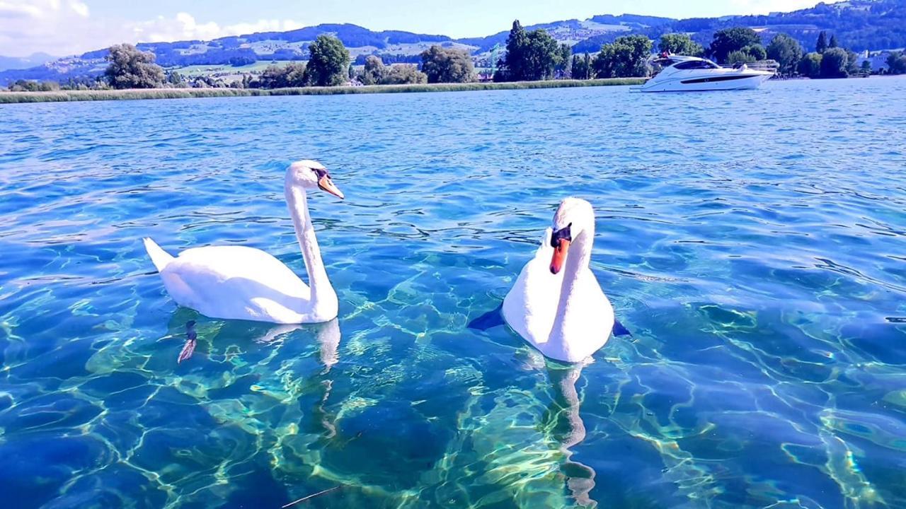 Schoenes Studio In Arbon Am Bodensee Neu Klimatisiert ! エクステリア 写真